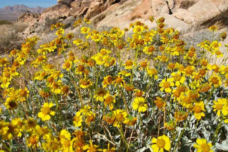 Encelia actoni,  Acton Encelia,  Acton Brittlebush, Acton's Brittlebush, Yellow Flowers, Drought Tolerant Flowers