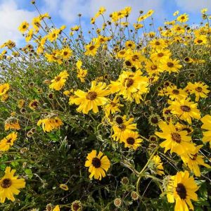 Encelia californica,  California Brittlebush, Coast Sunflower, Bush Sunflower, California Encelia