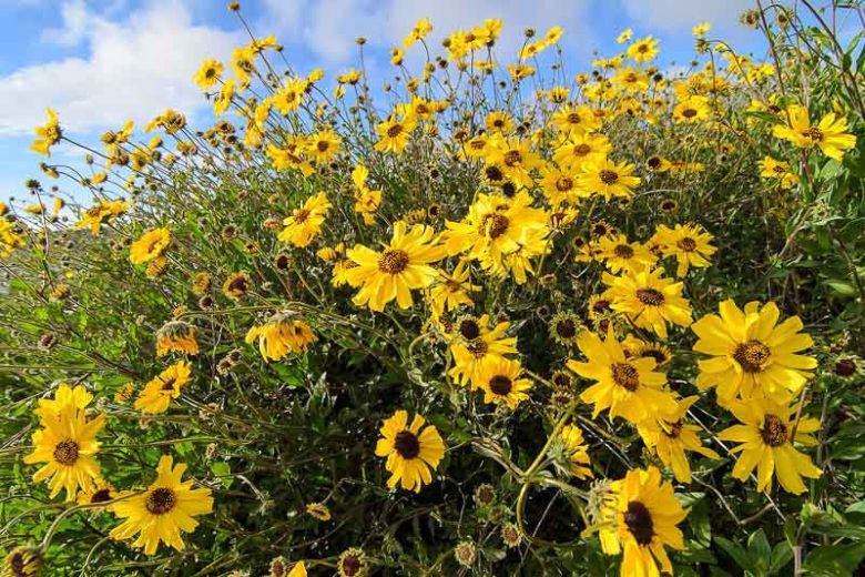 Encelia californica,  California Brittlebush, Coast Sunflower, Bush Sunflower, California Encelia