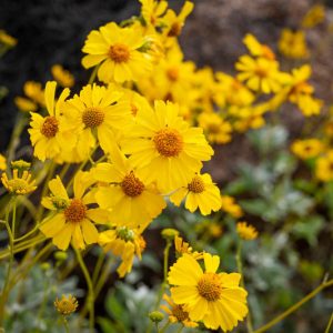 Encelia farinosa,  Brittlebush, Brittle Bush, Goldhills, Incienso, Yellow Flowers, Drought Tolerant plants