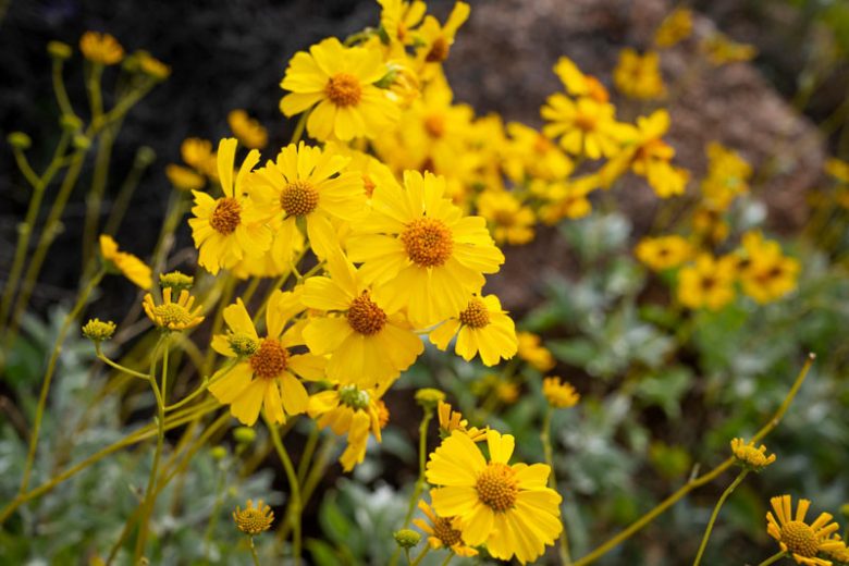 Encelia farinosa,  Brittlebush, Brittle Bush, Goldhills, Incienso, Yellow Flowers, Drought Tolerant plants