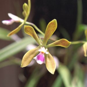Encyclia tampensis, Tampa Butterfly Orchid, Butterfly Orchid, Florida Butterfly Orchid, Onion Orchid, Epidendrum tampense, Easy Orchids, Easy to Grow Orchids