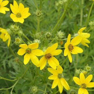 Engelmannia peristenia, Engelmann's Daisy, Engelmann Daisy, Cutleaf Daisy, Engelmannia pinnatifida Yellow Daisy, Drought Tolerant Flowers, Yellow Flowers