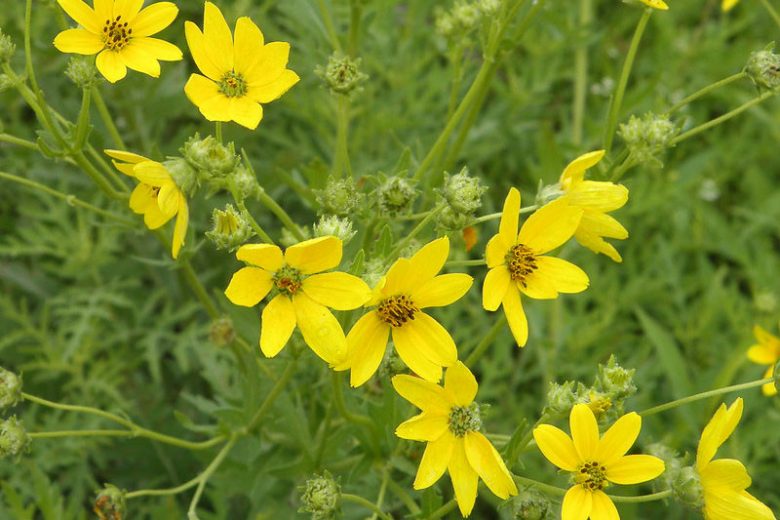 Engelmannia peristenia, Engelmann's Daisy, Engelmann Daisy, Cutleaf Daisy, Engelmannia pinnatifida Yellow Daisy, Drought Tolerant Flowers, Yellow Flowers