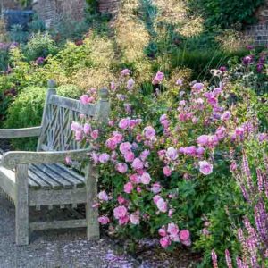 Best David Austin Roses, David Austin Roses for Hedges, Great Roses, Top Roses, Best roses for hedges, Rose hedges, Flowering Hedges, Hedge Roses