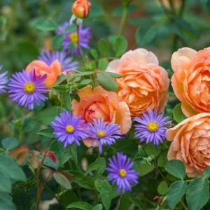 Best David Austin Roses, David Austin Roses for Borders, Great Roses, Top Roses, Best roses for mixed borders, Rose borders, Shrub Roses