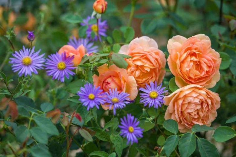 Best David Austin Roses, David Austin Roses for Borders, Great Roses, Top Roses, Best roses for mixed borders, Rose borders, Shrub Roses