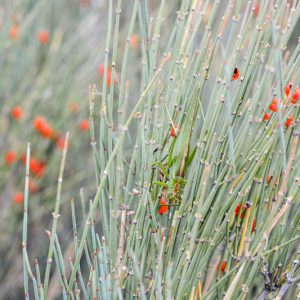 Ephedra equisetina, Bluestem Joint Fir, Mongolian Ephedra, Waterwise Perennial