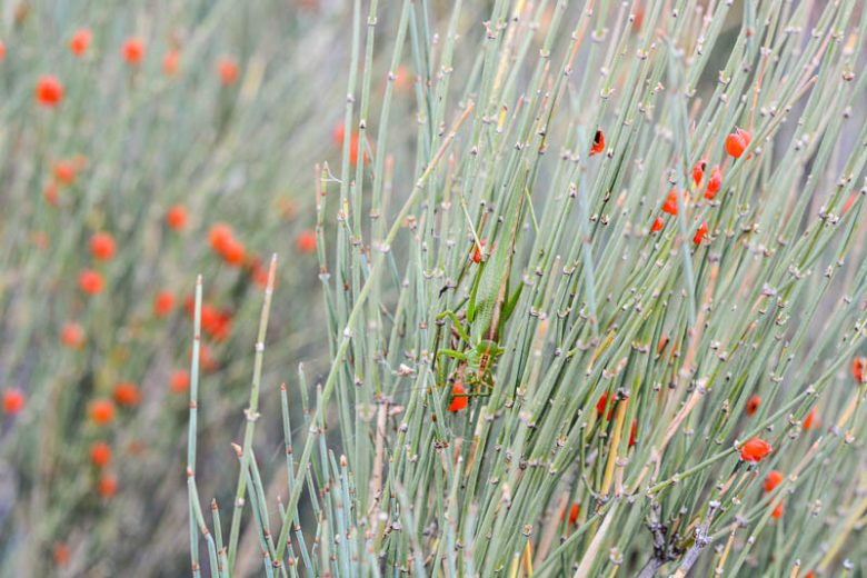 Ephedra equisetina, Bluestem Joint Fir, Mongolian Ephedra, Waterwise Perennial