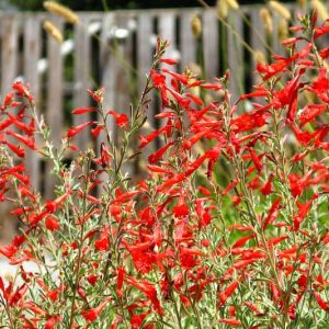 Epilobium canum, Hummingbird Trumpet, California Fuchsia, Zauschneria, Wild Fuchsia, Firechalice, Kolibritrumpet, Zauschneria californica, Red Flowers, Hummingbird Flowers