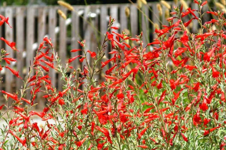 Epilobium canum, Hummingbird Trumpet, California Fuchsia, Zauschneria, Wild Fuchsia, Firechalice, Kolibritrumpet, Zauschneria californica, Red Flowers, Hummingbird Flowers