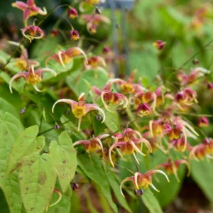 Epimedium x omeiense 'Rigoletto', Barrenwort 'Rigoletto', Bishop's Hat 'Rigoletto', Bishop's Mitre 'Rigoletto', Fairy Wings 'Rigoletto', Epimedium x omeiense 'Akane', Shade Plants, Shade Perennials, Pink Flowers, Groundcovers, Ground Cover