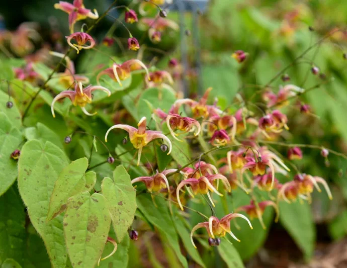 Epimedium x omeiense 'Rigoletto', Barrenwort 'Rigoletto', Bishop's Hat 'Rigoletto', Bishop's Mitre 'Rigoletto', Fairy Wings 'Rigoletto', Epimedium x omeiense 'Akane', Shade Plants, Shade Perennials, Pink Flowers, Groundcovers, Ground Cover
