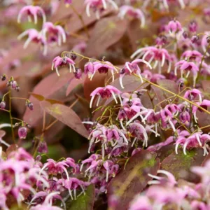 Epimedium Pretty in Pink, Barrenwort 'Pretty in Pink', Bishop's Hat 'Pretty in Pink', Bishop's Mitre 'Pretty in Pink', Fairy Wings 'Pretty in Pink', Shade Plants, Shade Perennials, Pink Flowers, Groundcovers, Ground Cover