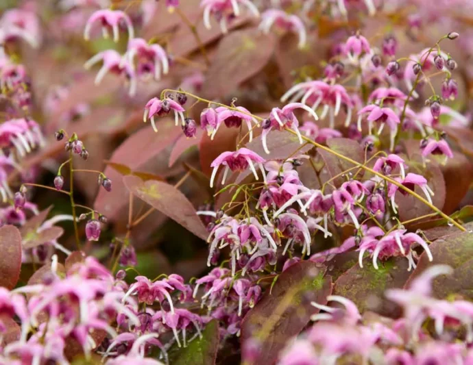 Epimedium Pretty in Pink, Barrenwort 'Pretty in Pink', Bishop's Hat 'Pretty in Pink', Bishop's Mitre 'Pretty in Pink', Fairy Wings 'Pretty in Pink', Shade Plants, Shade Perennials, Pink Flowers, Groundcovers, Ground Cover