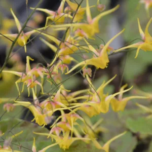 Epimedium Songbirds, Barrenwort 'Songbirds', Bishop's Hat 'Songbirds', Bishop's Mitre 'Songbirds', Fairy Wings 'Songbirds', Shade Plants, Shade Perennials, Yellow Flowers, Dry Shade Flowers, Groundcovers, Ground Cover