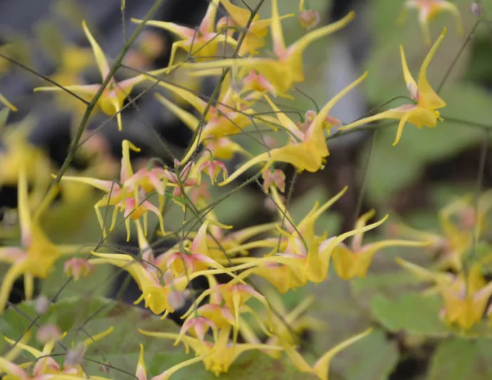 Epimedium Songbirds, Barrenwort 'Songbirds', Bishop's Hat 'Songbirds', Bishop's Mitre 'Songbirds', Fairy Wings 'Songbirds', Shade Plants, Shade Perennials, Yellow Flowers, Dry Shade Flowers, Groundcovers, Ground Cover