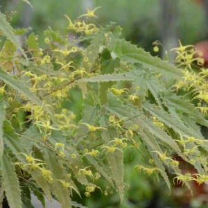 Epimedium Spine Tingler, Barrenwort 'Spine Tingler', Bishop's Hat 'Spine Tingler', Bishop's Mitre 'Spine Tingler', Fairy Wings 'Spine Tingler', Shade Plants, Shade Perennials, Yellow Flowers, Dry Shade Flowers, Groundcovers, Ground Cover