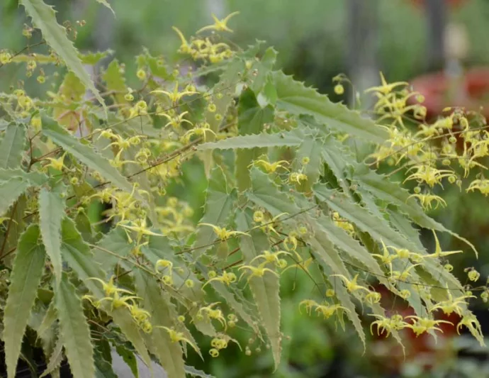Epimedium Spine Tingler, Barrenwort 'Spine Tingler', Bishop's Hat 'Spine Tingler', Bishop's Mitre 'Spine Tingler', Fairy Wings 'Spine Tingler', Shade Plants, Shade Perennials, Yellow Flowers, Dry Shade Flowers, Groundcovers, Ground Cover