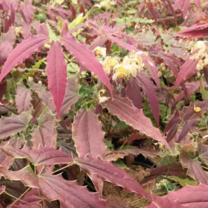 Epimedium wushanense 'Sandy Claws', Barrenwort 'Sandy Claws', Bishop's Hat 'Sandy Claws', Bishop's Mitre 'Sandy Claws', Fairy Wings 'Sandy Claws', Shade Plants, Shade Perennials, White Flowers, White Flowers, Groundcovers, Ground Cover