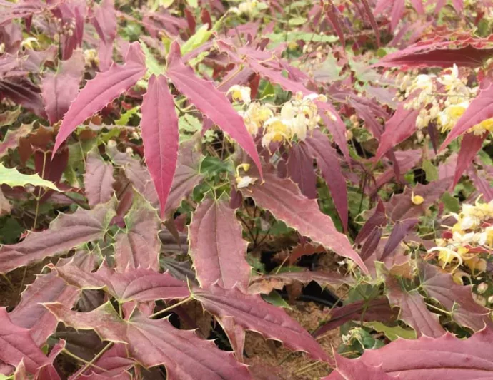 Epimedium wushanense 'Sandy Claws', Barrenwort 'Sandy Claws', Bishop's Hat 'Sandy Claws', Bishop's Mitre 'Sandy Claws', Fairy Wings 'Sandy Claws', Shade Plants, Shade Perennials, White Flowers, White Flowers, Groundcovers, Ground Cover