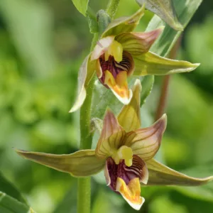 Epipactis gigantea, Hardy Orchid, Giant Helleborine, Stream Orchid, Chatterbox Orchid, Giant Hellebore, Garden Orchids
