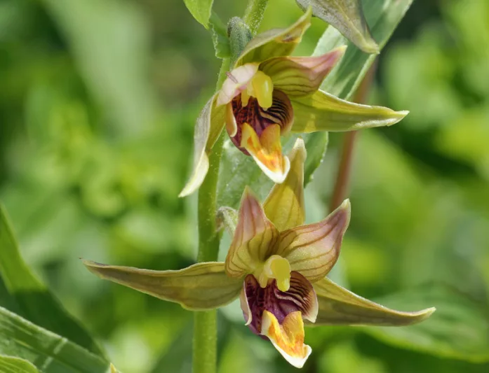Epipactis gigantea, Hardy Orchid, Giant Helleborine, Stream Orchid, Chatterbox Orchid, Giant Hellebore, Garden Orchids