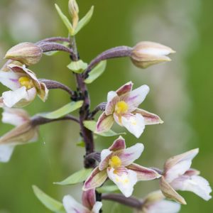 Epipactis palustris, Hardy Orchid, Marsh Helleborine, Helleborine palustris, Limodorum palustre, Garden Orchids