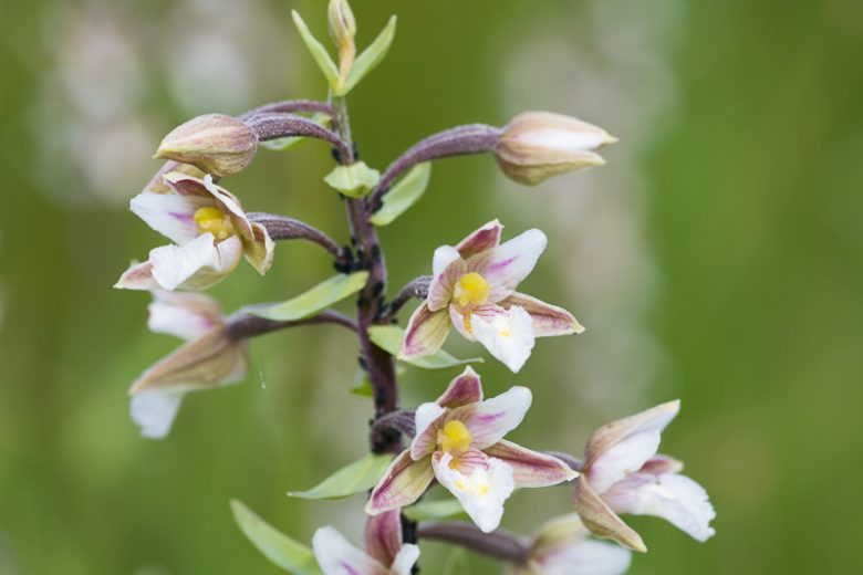 Epipactis palustris, Hardy Orchid, Marsh Helleborine, Helleborine palustris, Limodorum palustre, Garden Orchids