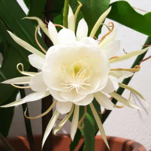 Epiphyllum oxypetalum, Dutchman's Pipe Cactus, Orchid Cactus, Night Queen, Jungle Cactus, Dutchman's Pipe, Queen of the Night, Night Blooming Cereus, Cactus oxypetalus, Cereus oxypetalus, Phyllocactus oxypetalus