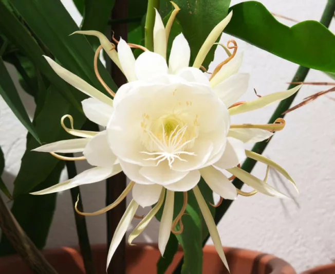 Epiphyllum oxypetalum, Dutchman's Pipe Cactus, Orchid Cactus, Night Queen, Jungle Cactus, Dutchman's Pipe, Queen of the Night, Night Blooming Cereus, Cactus oxypetalus, Cereus oxypetalus, Phyllocactus oxypetalus