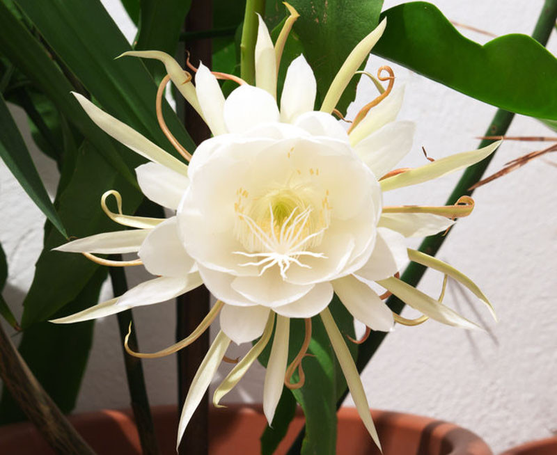 Epiphyllum oxypetalum, Dutchman's Pipe Cactus, Orchid Cactus, Night Queen, Jungle Cactus, Dutchman's Pipe, Queen of the Night, Night Blooming Cereus, Cactus oxypetalus, Cereus oxypetalus, Phyllocactus oxypetalus