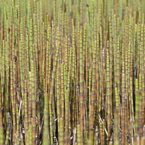 Equisetum fluviatile, Water Horsetail, Smooth Horsetail, Equisetum fluviatile var. limosum, Equisetum limosum, Pond Plants, Aquatic Plants, Water Garden Plants