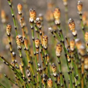 Equisetum scirpoides, Dwarf Scouring Rush, Dwarf Horsetail Rush, Aquatic Plants, Marginal Aquatics