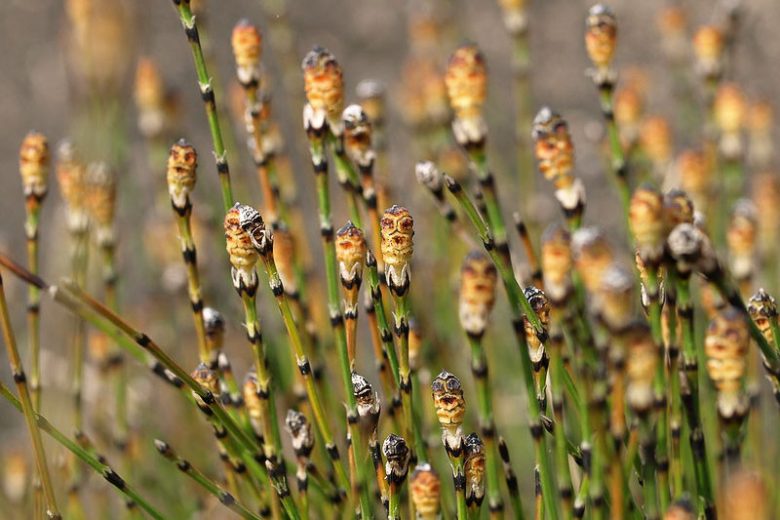 Equisetum scirpoides, Dwarf Scouring Rush, Dwarf Horsetail Rush, Aquatic Plants, Marginal Aquatics