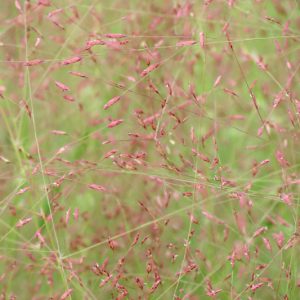 Eragrostis spectabilis, Purple Lovegrass, Purple Love Grass, Purple Plains Lovegrass, Tumblegrass, Petticoat Climber, Poa spectabilis, Ornamental Grasses, decorative Grasses, Perennial Grasses