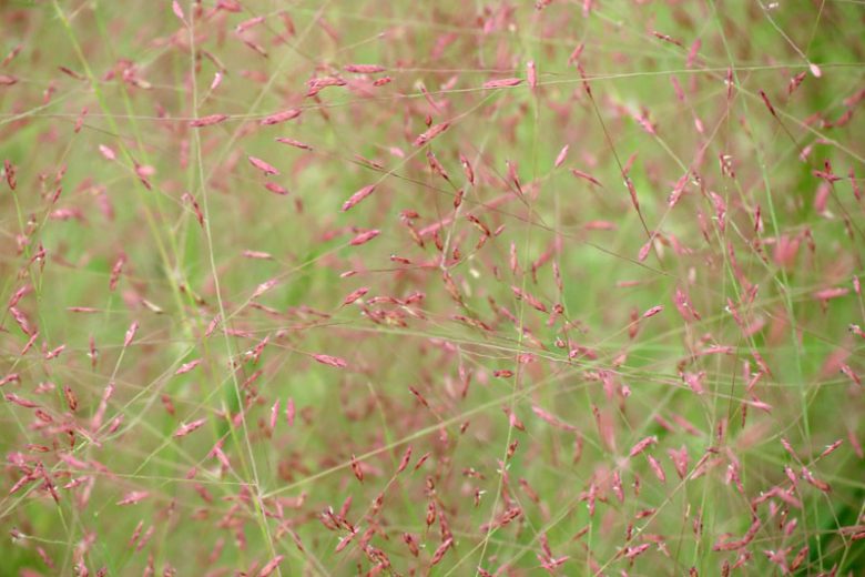 Eragrostis spectabilis, Purple Lovegrass, Purple Love Grass, Purple Plains Lovegrass, Tumblegrass, Petticoat Climber, Poa spectabilis, Ornamental Grasses, decorative Grasses, Perennial Grasses