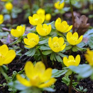 Eranthis Hyemalis, Winter Aconite, Winter Hellebore, Winter Wolf's Bane, Aconitum Hyemale, yellow flowers, Early spring flower, Late winter flower