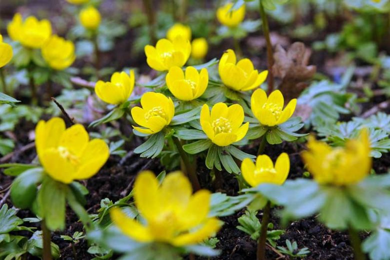 Eranthis Hyemalis, Winter Aconite, Winter Hellebore, Winter Wolf's Bane, Aconitum Hyemale, yellow flowers, Early spring flower, Late winter flower