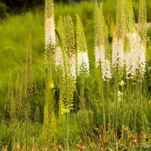 Eremurus Foxtrot, Foxtrot Foxtail Lily, Foxtail Lily Foxtrot, Desert Candle Foxtrot, Pink Eremurus, Pink Foxtail Lily, Pink Flowers