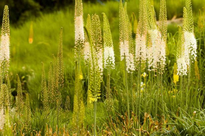 Eremurus Foxtrot, Foxtrot Foxtail Lily, Foxtail Lily Foxtrot, Desert Candle Foxtrot, Pink Eremurus, Pink Foxtail Lily, Pink Flowers