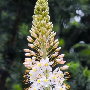 Eremurus Oase, Oase Foxtail Lily, Foxtail Lily Oase, Desert Candle Oase, Pink Eremurus, Pink Foxtail Lily, Pink Flowers
