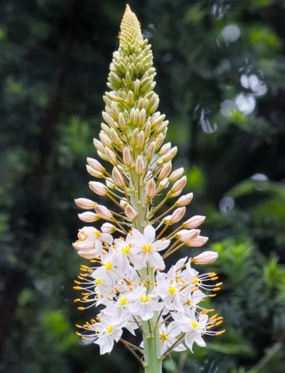 Eremurus Oase, Oase Foxtail Lily, Foxtail Lily Oase, Desert Candle Oase, Pink Eremurus, Pink Foxtail Lily, Pink Flowers