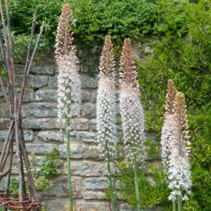 Eremurus Robustus, Foxtail Lily, Giant Desert Candle, Foxtail Lilies