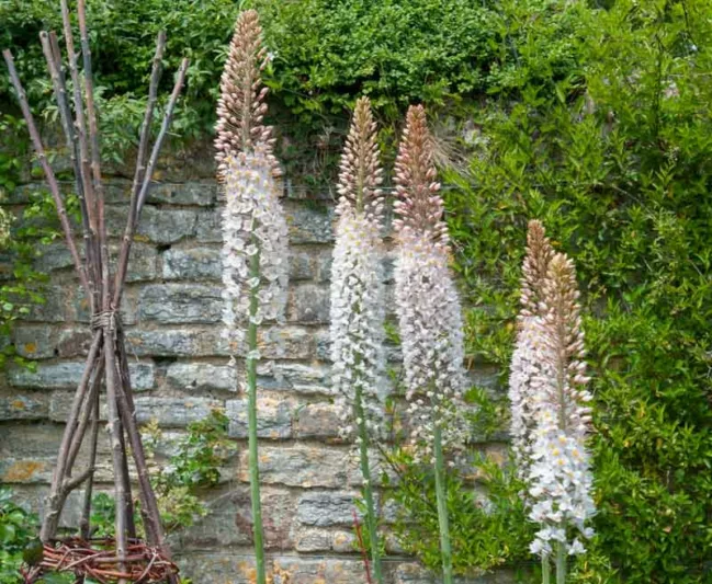 Eremurus Robustus, Foxtail Lily, Giant Desert Candle, Foxtail Lilies