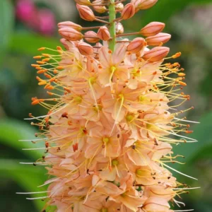 Eremurus Romance, Eremurus Isabellinus 'Romance', Foxtail Lily 'Romance', Desert Candle 'Romance', Giant Desert Candle 'Romance', Orange flowers