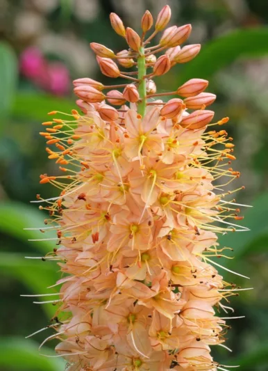 Eremurus Romance, Eremurus Isabellinus 'Romance', Foxtail Lily 'Romance', Desert Candle 'Romance', Giant Desert Candle 'Romance', Orange flowers