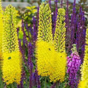 Eremurus stenophyllus, Foxtail Lily, Desert Candle, Narrow-Leaved Foxtail Lily, Eremurus bungei, Yellow Eremurus, Yellow Foxtail Lily, Yellow Flowers