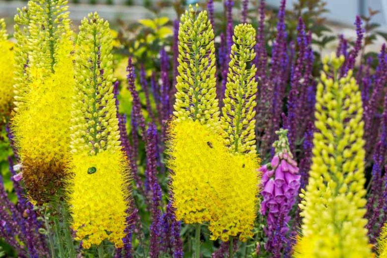 Eremurus stenophyllus, Foxtail Lily, Desert Candle, Narrow-Leaved Foxtail Lily, Eremurus bungei, Yellow Eremurus, Yellow Foxtail Lily, Yellow Flowers