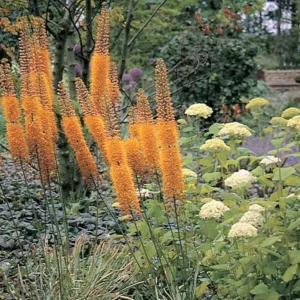 Eremurus x Isabellinus 'Pinokkio', Eremurus Isabellinus 'Pinokkio', Foxtail Lily 'Pinokkio', Desert Candle 'Pinokkio', Eremurus Isabellinus 'Pinocchio', Foxtail Lily 'Pinocchio', Desert Candle 'Pinocchio', Orange flowers